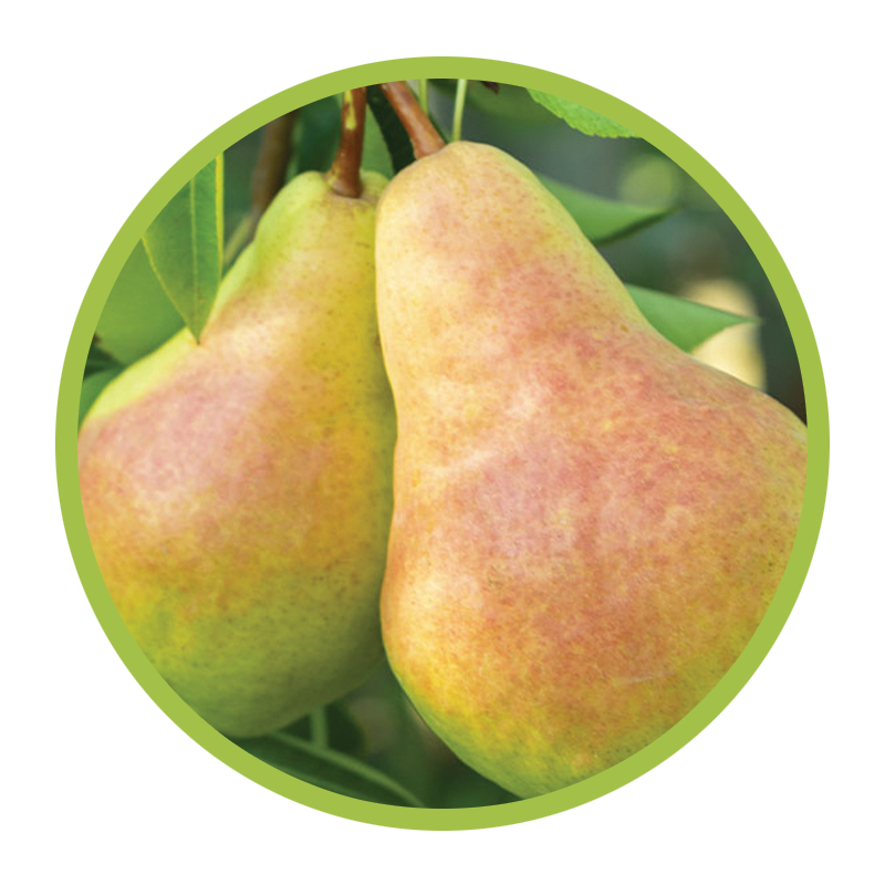 Flemish Beauty Pear