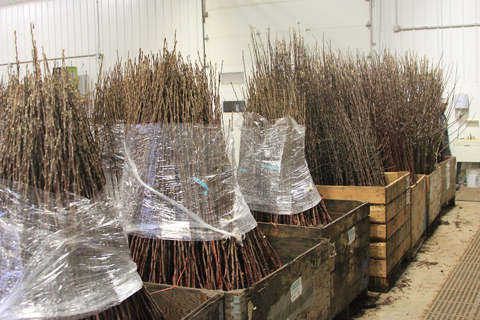 Bundled apple trees ready to be shipped in a warehouse